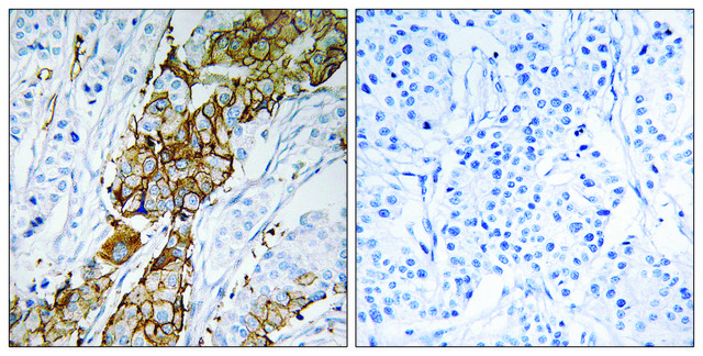 Anti-USP32 antibody produced in rabbit