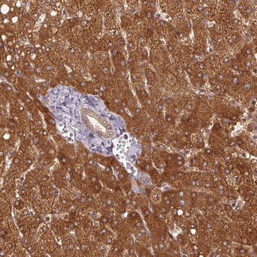 Anti-MTHFD1 antibody produced in rabbit