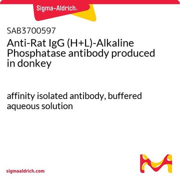 Anti-Rat IgG (H+L)-Alkaline Phosphatase antibody