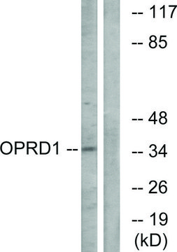 Anti-OPRD1 antibody produced in rabbit
