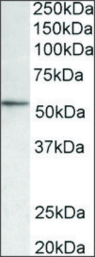 Anti-Hdac1 antibody produced in goat