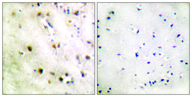 Anti-TISB antibody produced in rabbit