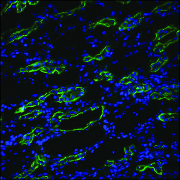 Anti-AQP3 antibody produced in rabbit