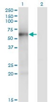 ANTI-MKNK1 antibody produced in mouse