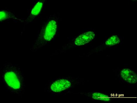 Monoclonal Anti-ZNF81, (N-terminal) antibody produced