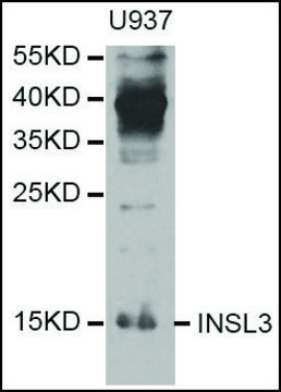 Anti-INSL3 antibody produced in rabbit