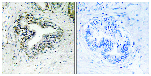 Anti-RPL30 antibody produced in rabbit