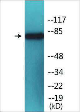 Anti-phospho-PI3-kinase p85-? (pTyr???) antibody produced