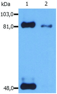 Monoclonal Anti-STAT1 (PhosphoSer727) antibody produced