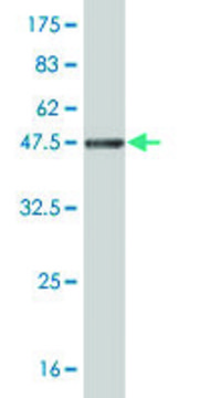 Monoclonal Anti-NDUFB11 antibody produced in