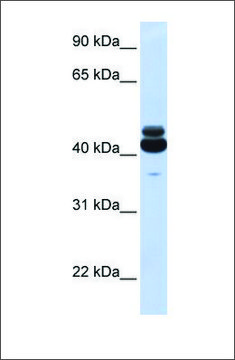 Anti-GNA15 antibody produced in rabbit