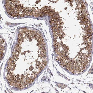 Anti-PAIP1 antibody produced in rabbit