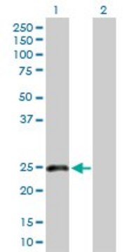 Anti-CLEC1B antibody produced in rabbit