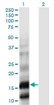 Monoclonal Anti-PLA2G10 antibody produced in