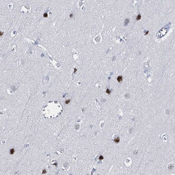 Anti-XAGE3 antibody produced in rabbit