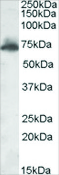 Anti-AKAP10 antibody produced in goat