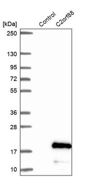 Anti-C2ORF88 antibody produced in rabbit