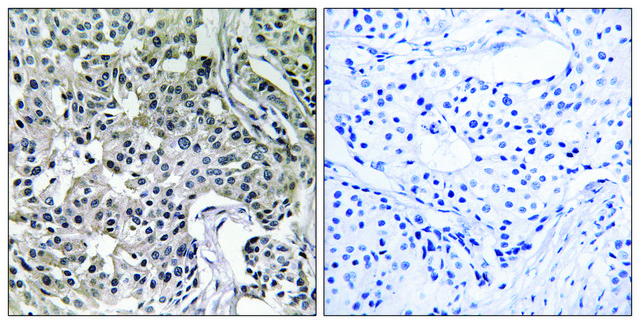 Anti-USP19 antibody produced in rabbit