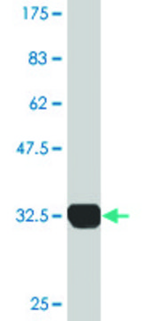 Monoclonal Anti-SH3GL2 antibody produced in