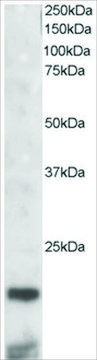 Anti-Cystatin 3 antibody produced in