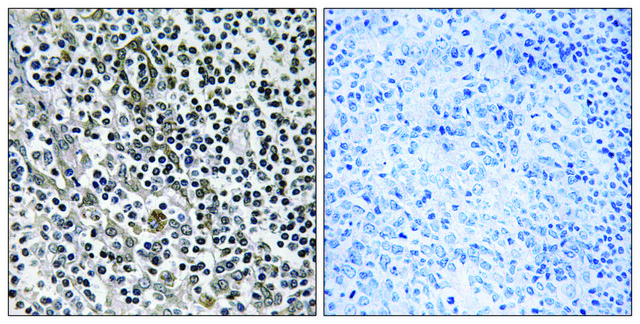 Anti-MRPL51 antibody produced in rabbit