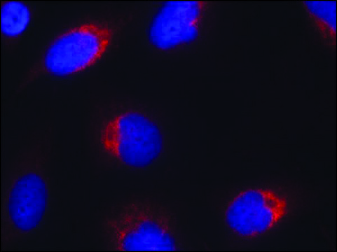 Anti-EFNB2 (Ab-330) antibody produced in
