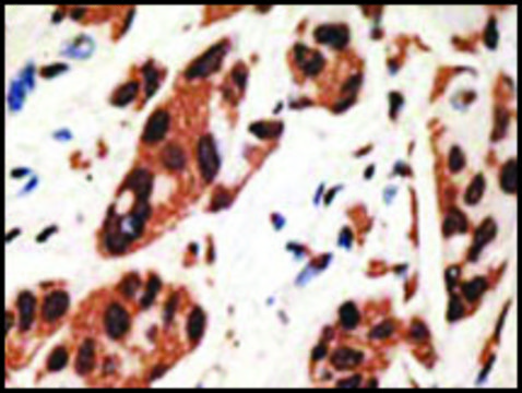 Anti-GJA4 (C-term) antibody produced in