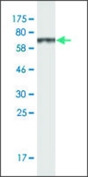 Monoclonal Anti-SAMSN1 antibody produced in