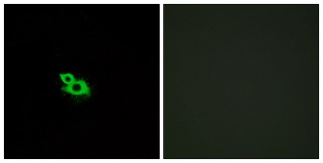Anti-OR2A42 antibody produced in rabbit