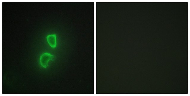 Anti-TNFSF11 antibody produced in rabbit