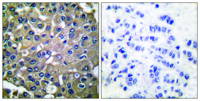 Anti-MMP-9 antibody produced in rabbit
