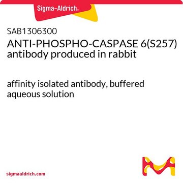 ANTI-PHOSPHO-CASPASE 6(S257) antibody produced in