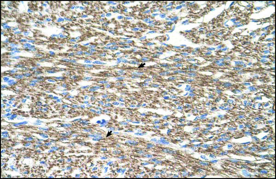 Anti-COX4I1 antibody produced in rabbit
