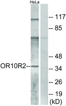 Anti-OR10R2 antibody produced in rabbit