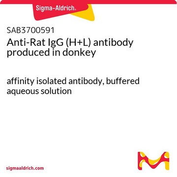 Anti-Rat IgG (H+L) antibody produced