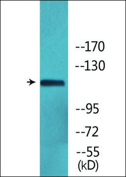 Anti-phospho-Ret (pTyr¹??²) antibody produced in
