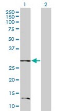 Anti-BNIP3L antibody produced in rabbit