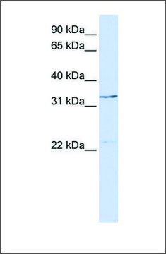 Anti-GTF2E2 antibody produced in rabbit