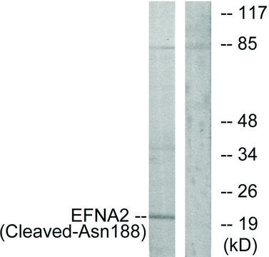 Anti-EFNA2 (Cleaved-Asn¹??), C-Terminal antibody produced