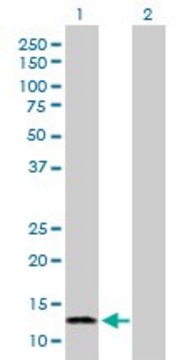 Anti-FABP7 antibody produced in rabbit