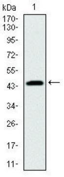 Monoclonal Anti-PBK antibody produced in