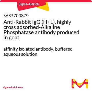 Anti-Rabbit IgG (H+L), highly cross