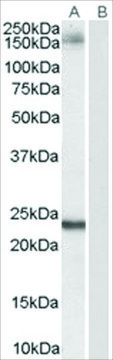 Anti-GOLGA3 antibody produced in goat
