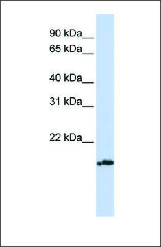 Anti-PLDN antibody produced in rabbit