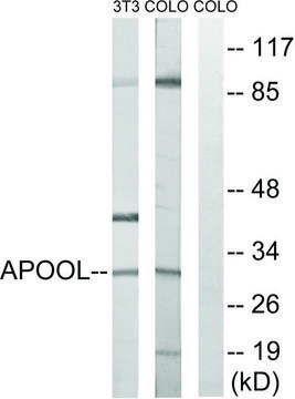 Anti-APOOL antibody produced in rabbit