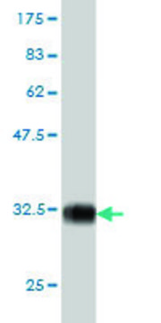Monoclonal Anti-PIGP antibody produced in