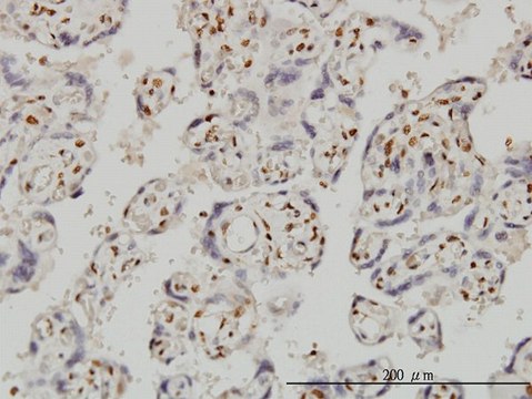 Monoclonal Anti-FOXR2 antibody produced in