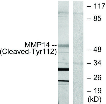 Anti-MMP14 (Cleaved-Tyr¹¹²) antibody produced in