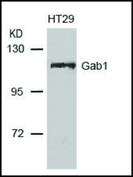 Anti-GAB1 (Ab-627) antibody produced in