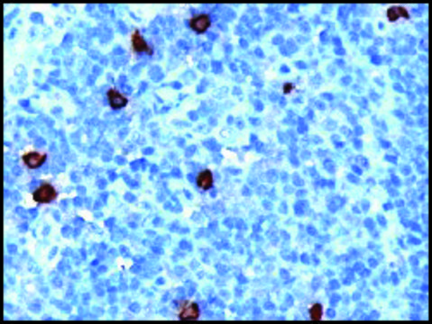 Anti-DOK5 antibody produced in goat